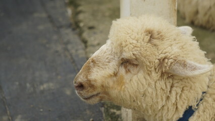 PICTURE OF A WHITE CALF FACE IN A SHEEP PEN

