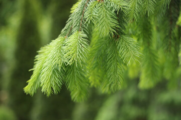 Green spruce branch close-up with soft background