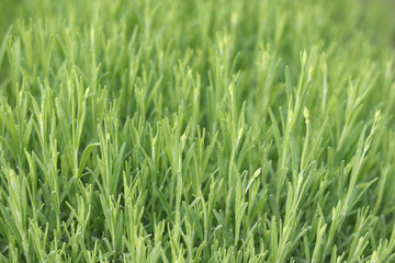 Close-up of fresh green lavender sprouts with soft blurred background, macro botanical texture