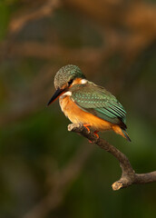 Portrait of a Common kingfisher perched on mangrove tree at Sundarban tiger reserve, India