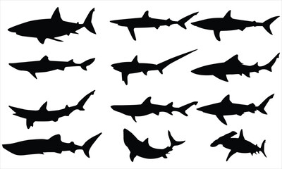 silhouettes of sharks