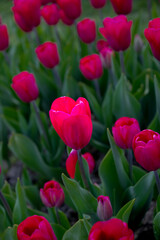 Tulip Flowers on a Tulip Field around Mount Vernon in Spring