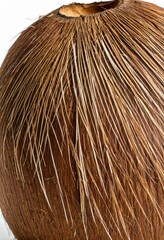 Organic coconut with a textured husk, perfect for tropical or food-themed projects.
