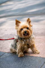 perro, yorkshire, cachorro, yorkshire terrier, cuca, mascota, animal, canino, miniatura, retrato, pelaje, mamífero, adorable, cabello, purasangre, domestica