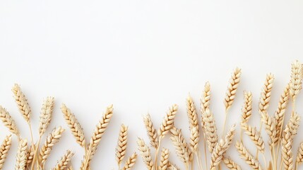 Wheat Border Composition Flatlay of Golden Wheat Ears on White Background, Harvest, Agriculture Harvest, Agriculture
