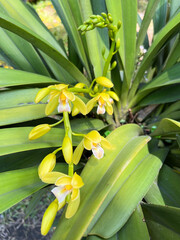 Obraz premium Cymbidium aloifolium orchid