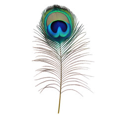 Obraz premium Peacock feather, vibrant colours, intricate detail