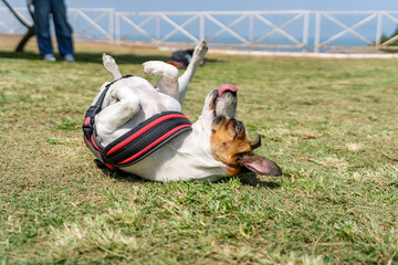 Playful jack russell terrier rolling on grass in park
