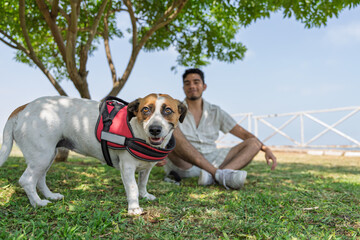 Happy dog wearing red harness enjoying park with owner