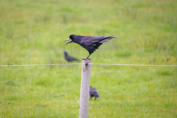 Black Crow (disambiguation) sitting on a white fence post and shouting with an open beak to the left side with green grass background, North Rhine-Westphalia, Germany
