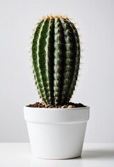Vibrant cactus in a white pot, perfect for home decor and minimalist spaces.