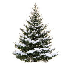 Snow-covered evergreen tree with warm lights