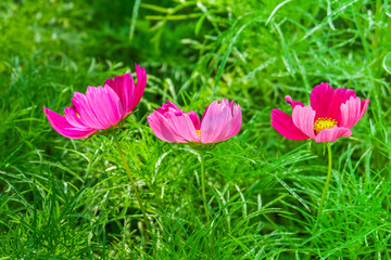 Beautiful cosmos flowers in garden,spring season with pink cosmos flowers blooming in park,picture for background concept.