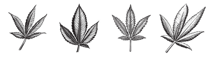 Detailed Illustrations of Various Leaf Types in Black and White, vintage retro hipster logo design, vector illustration, engraving design