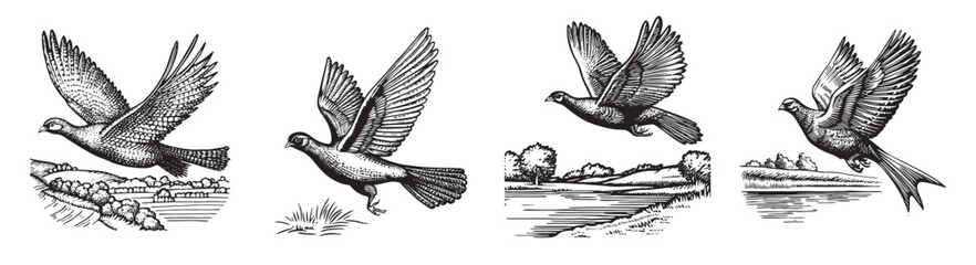 Vintage engravings of birds in flight capture graceful movement and natural beauty. Ideal for nature-themed projects, illustrations, or artistic design.