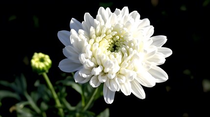 Stunning White Chrysanthemum Flower Close Up Blossom Bloom