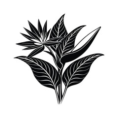 Bird of Paradise flower