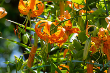 Lilium henryi Henrys tiger lily beautiful flowering plant, bright dotted orange plant in bloom in the garden