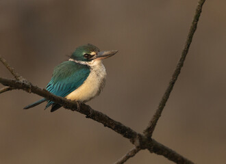 Collared kingfisher perched on mangrove tree at Sundarban tiger reserve, India