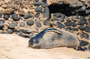 Endangered Hawaiian Monk Seal Resting on Sandy Beach Facing Camera — Rare Marine Mammal Covered in Sand in Natural Coastal Habitat