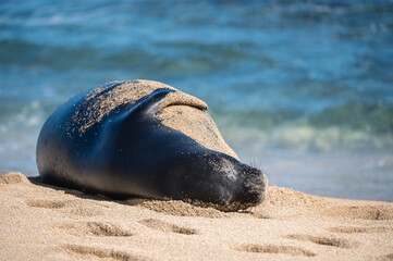 Endangered Hawaiian Monk Seal Resting on Sandy Beach Facing Camera &mdash; Rare Marine Mammal Covered in Sand in Natural Coastal Habitat