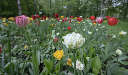A stunning view of a tulip garden showcasing a vibrant mix of colors, with blooming flowers in various hues creating a picturesque and lively setting for springtime.