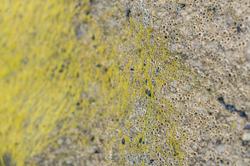  rock with green moss on the beach on a cloudy day. High quality photo