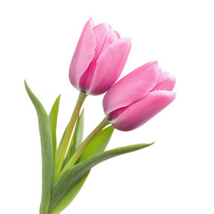 Two pink tulips with green leaves