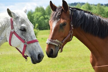 horses in the field ... © MARIA