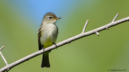 Obraz premium Eastern Pewee