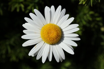 Obraz premium white Leucanthemum vulgare, commonly known as the ox-eye daisy, oxeye daisy, dog daisy, marguerite flower in the summer garden