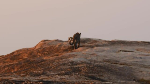 Early Morning Mischief: Leopard Cubs at Play on a bare rockface. Witness the playful energy of three young leopard cubs as they explore and wrestle on the rugged rockface