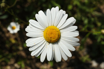 white Leucanthemum vulgare, commonly known as the ox-eye daisy, oxeye daisy, dog daisy, marguerite flower in the summer garden