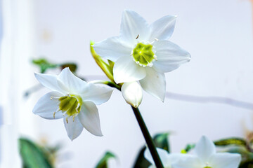 Eucharis amazonica or Urceolina amazonica is a species of flowering plant in the Amaryllidaceae family. The flowers are white and fragrant.