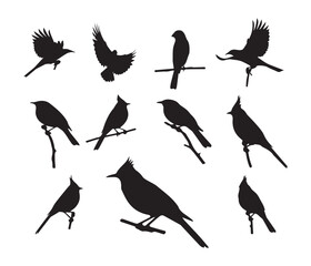 Obraz premium Collection of Bird Silhouettes Vector Graphics for Design Projects