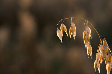 ripe ear of oats in the agricultural field in the golden hour