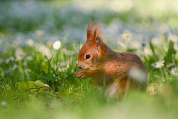 cute red squirrel is sitting in the green grass close-up	