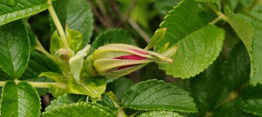 beautiful flowers growing in garden at sunny day