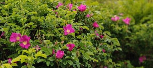 pink flowers on the green background