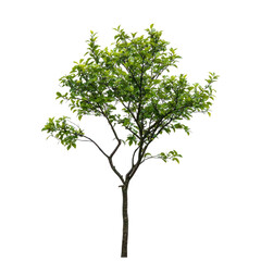 A vibrant, young deciduous tree with lush green foliage and a slender trunk, isolated on a black background