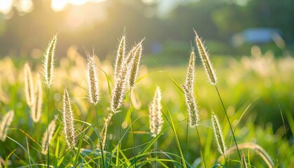 Serene Moment of Sighing Wind Through Tall Grass at Sunset
