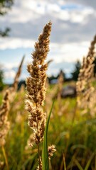 Fototapeta premium A Still Moment Captured: The Quiet Sigh of Wind Through Grass