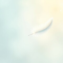 Obraz premium white feather on blue background