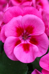 close up photo of pink geranium calliope large rose mega splash flowers in the garden 