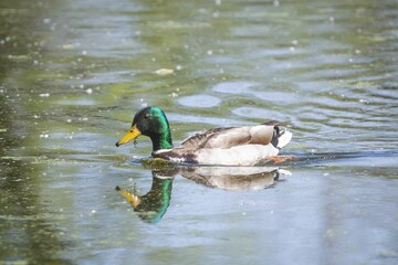 Mallard Duck swimming at Fort Whyte Alive