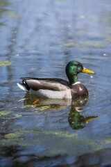 Mallard Duck swimming at Fort Whyte Alive