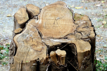 cut tree trunk