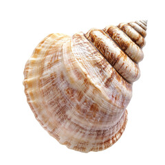 Obraz premium A large spiral seashell with beige and brown swirls