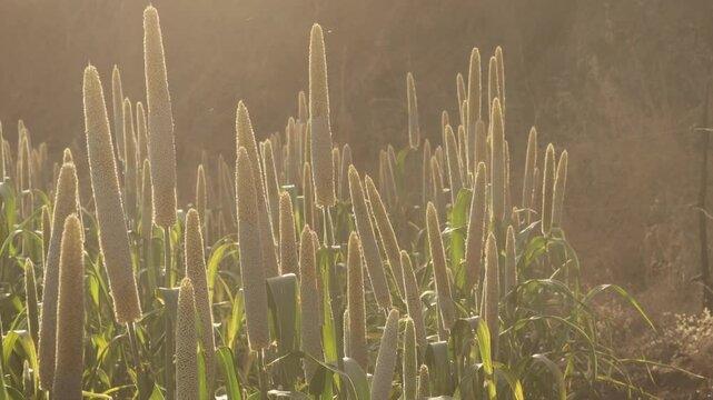 In Beautiful Golden light pearl millet crop field in rural area of india. Closeup view of Pearl millet plant production of beer. cultivation pearl millet fields, Ripping millet (Bajra) crop field