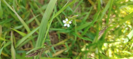 white flower in the forest